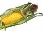 Sweetcorn